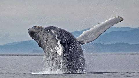 Sooke Whale Watching / Sooke Coastal Explorations